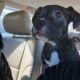 2 Female Brendo pitbull puppies