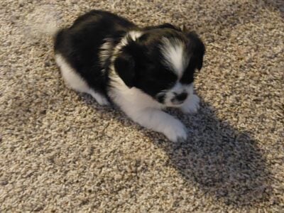 POMERANIAN/SHIHTZU BABY BOY