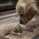 Akc Golden Retriever puppies