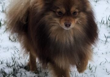 Beautiful Male Pomeranian