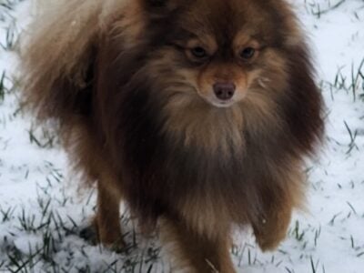 Beautiful Male Pomeranian