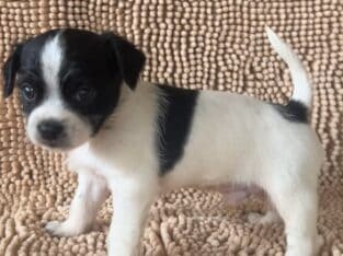 Luca – Friendly ShiChi Male Puppy