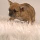 Litter of 6 French Bulldog Puppies