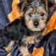 Morkie Boy Blue