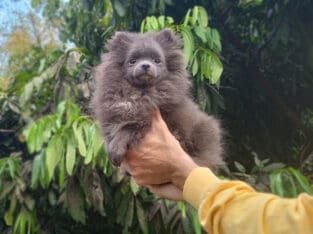 Exclusive Rare Blue Pomeranian Puppy Female