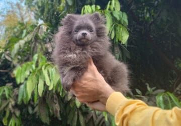 Exclusive Rare Blue Pomeranian Puppy Female