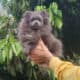 Exclusive Rare Blue Pomeranian Puppy Female