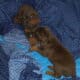 AKC Doberman puppies