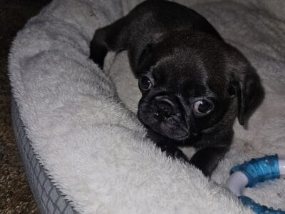 Registered Pug puppies