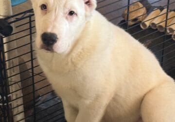Alabai (central Asian Shepard) puppies