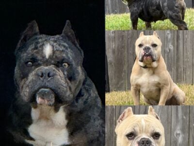 Male and Female Bully for Sale