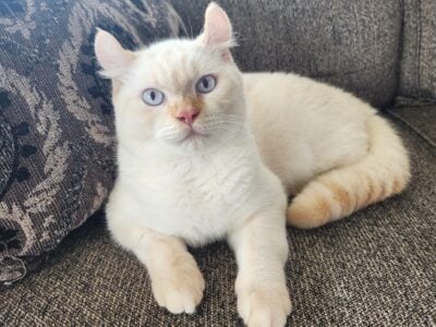 Male Cream Point Persian Sphynx