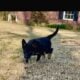 Female German Shepherd Puppy