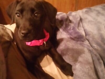Luna needs a forever home!