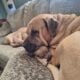Pitbull English Mastiff Puppies Ready