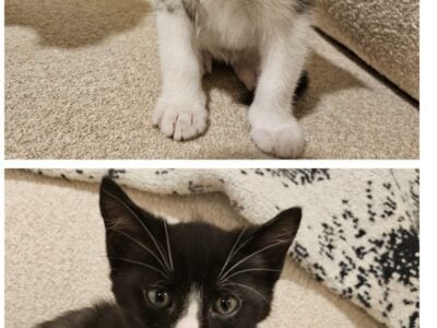 7 Week Kittens Looking for Furrever Homes