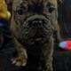 French bulldog puppies