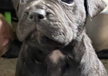 Cane corso puppies
