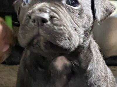 Cane corso puppies