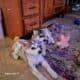 Husky puppies for Sale