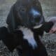 Bernedoodle/Pit/Bulldog Puppies