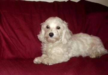 Rascal – great emot. support pet, non-shedding