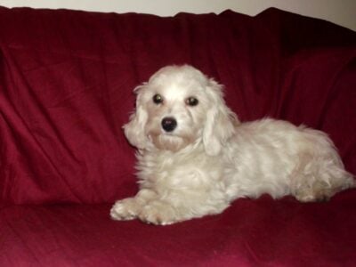 Rascal – great emot. support pet, non-shedding