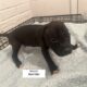 Puppies looking for a good home