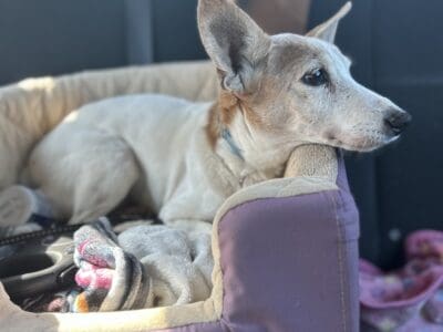 Rehoming Senior Jack Russel terrier