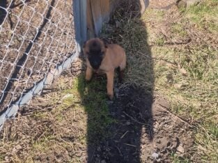 Belgian Malinois puppies