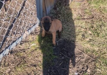 Belgian Malinois puppies