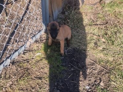 Belgian Malinois puppies