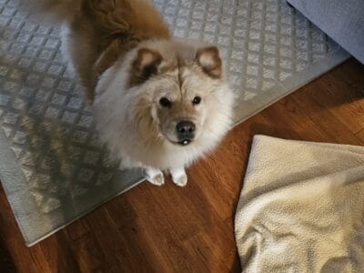 Rehoming our Chow