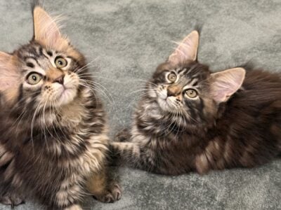 Kittens