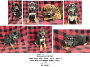 Bloodahoula puppies