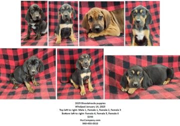 Bloodahoula puppies
