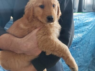 Golden retriever puppies