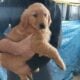 Golden retriever puppies