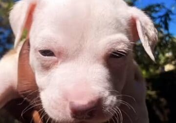 Puppy ready for home