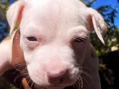 Puppy ready for home