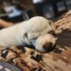 Pitbull/Mini Dashound puppies