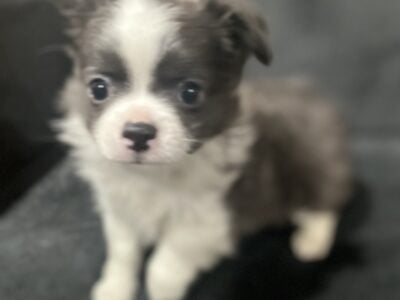 CKC Male Chihuahua 2
