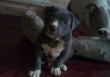 6 week puppies