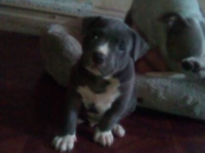 6 week puppies