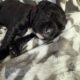 Cane Corso Southern MN