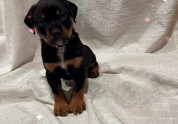 Rottweiler mix