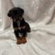 Rottweiler mix