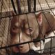 Loving Home Needed for 2-Year-Old Choco (Rehoming