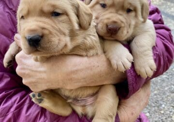Beautiful lab puppies