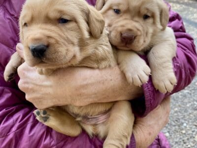 Beautiful lab puppies